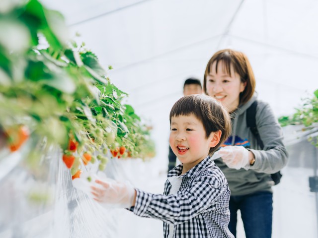 池田農園（いちご狩り）